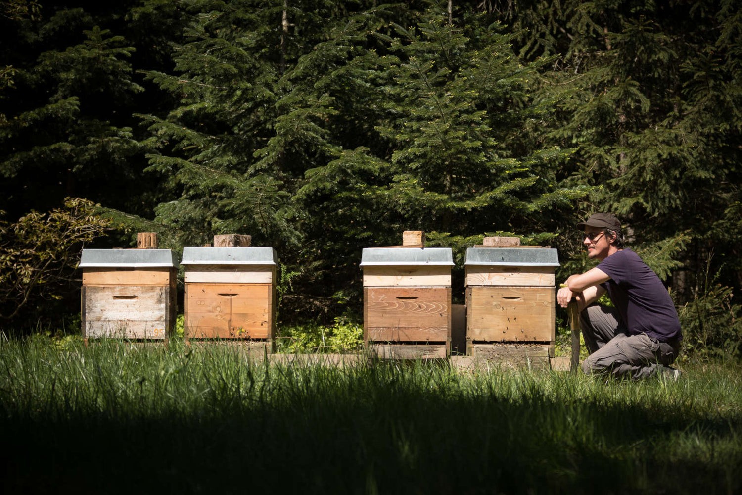 Bienenvölker auf der Belegstelle Taubensuhl